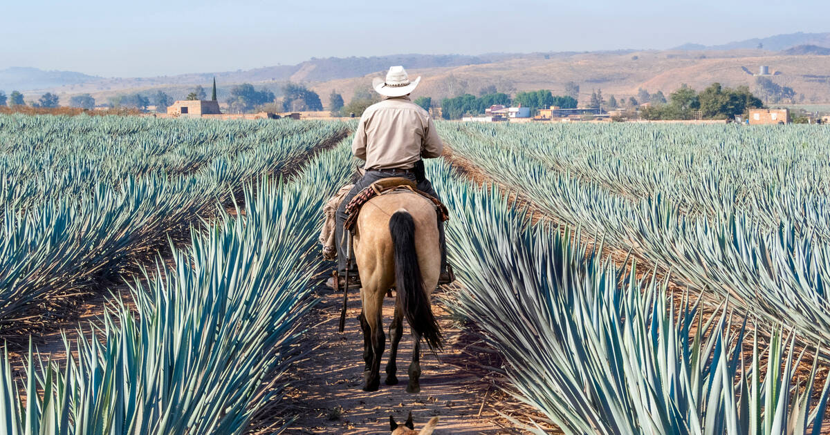 How to Invest In Tequila: A Step-by-Step Guide
