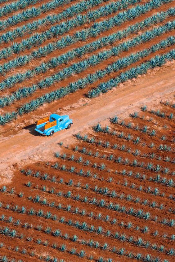 How Trump’s Return to the White House Could Impact the Tequila Market