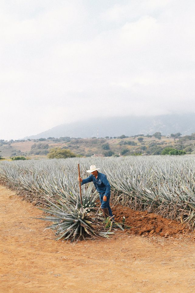 The Impact of Trump’s New Trade Tariffs on Premium Spirits: A Focus on Scotch and Tequila