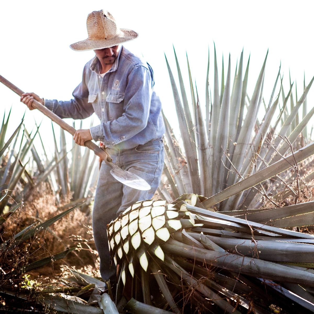 What is Premium Tequila? Understanding 100% Agave and Aged Varieties