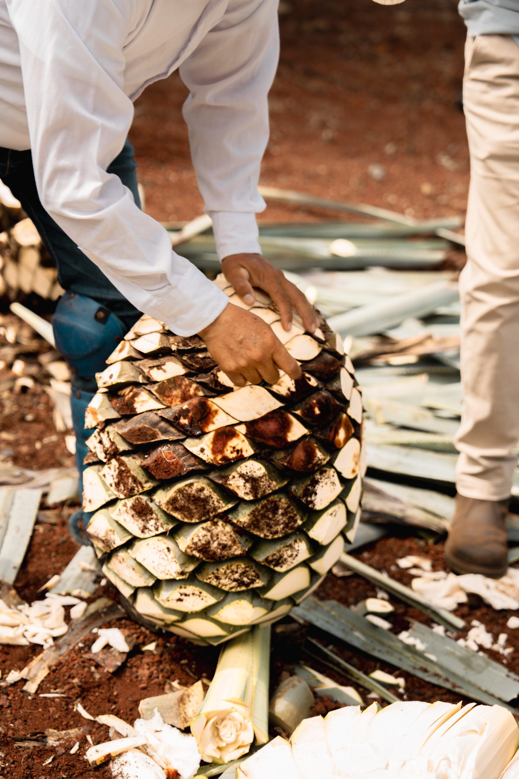 The Art of Tequila-Making: How Master Distillers Create Award-Winning Spirits