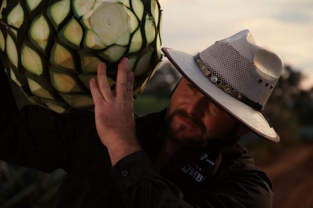 A jimadore carrying a harvested agave plant