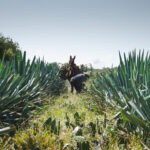 Agave field being harvested