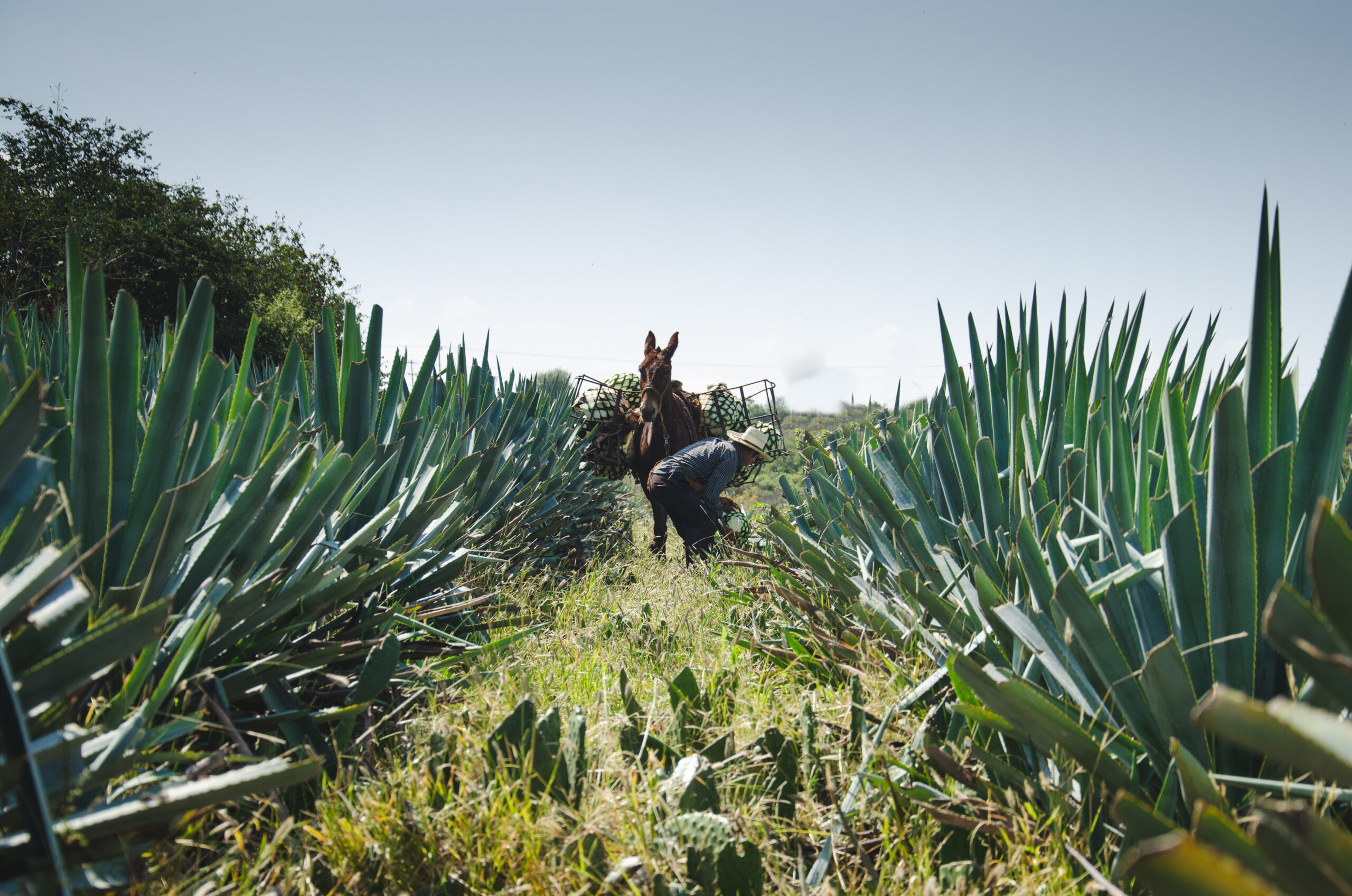 Agave field being harvested