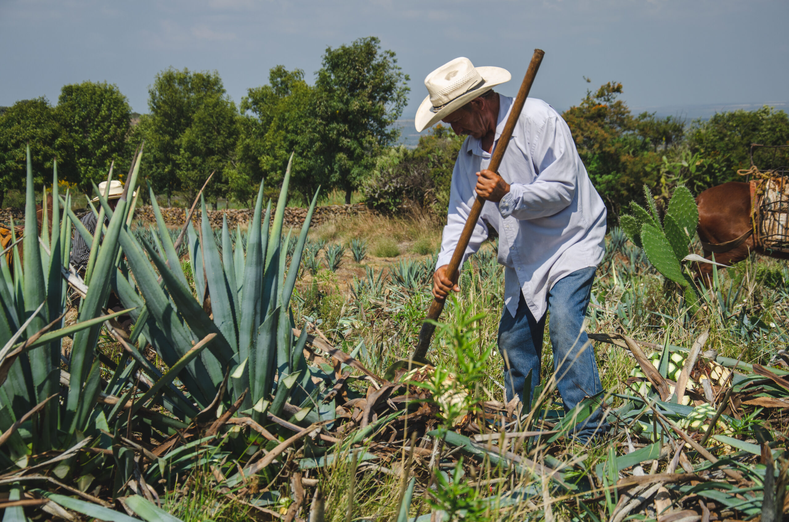 A jimador in a wide-brimmed hat uses a coa to trim an agave plant in a field.