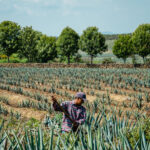 A jimadore in a cap and plaid shirt uses a long-handled tool among rows of young blue agave plants.