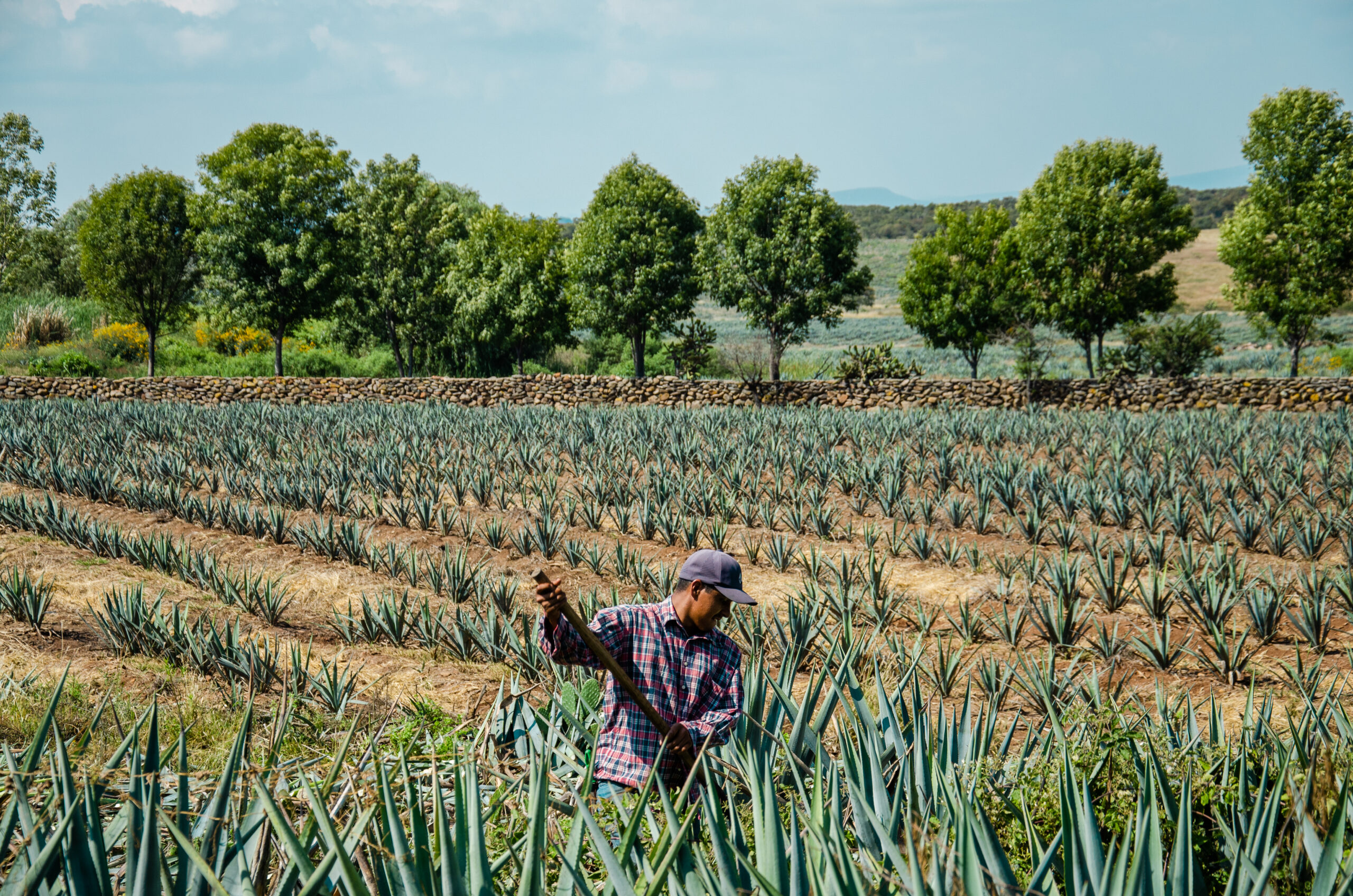 A jimadore in a cap and plaid shirt uses a long-handled tool among rows of young blue agave plants.